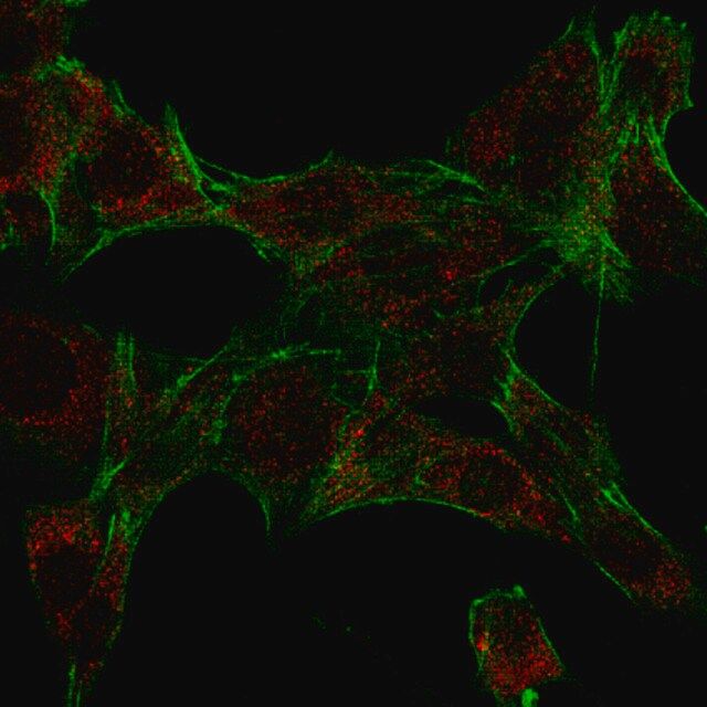 Anti-Ipaf (NLRC4) Antibody