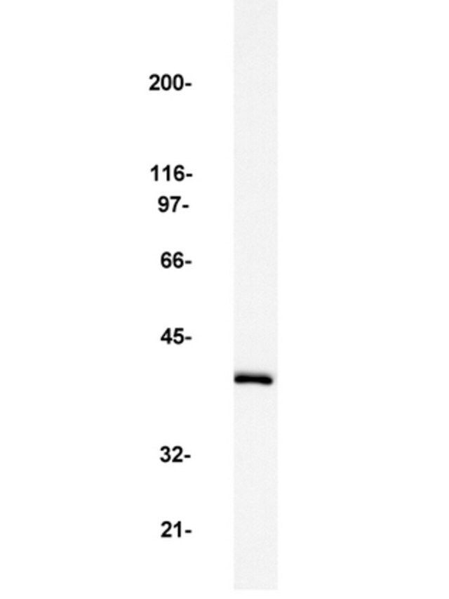 Anti-MAP Kinase 2/Erk2 Antibody