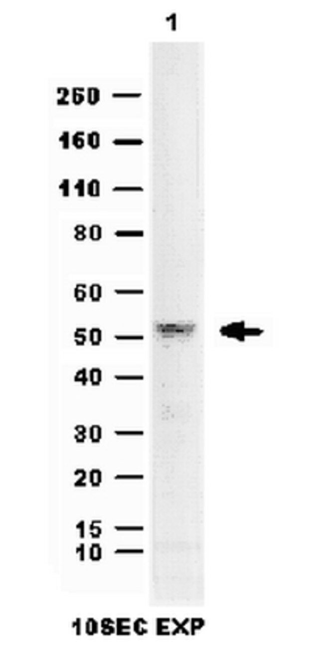 Anti-March5 Antibody