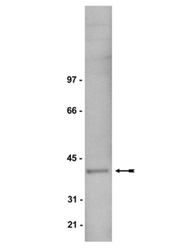 Anti-Gi1/2 Antibody