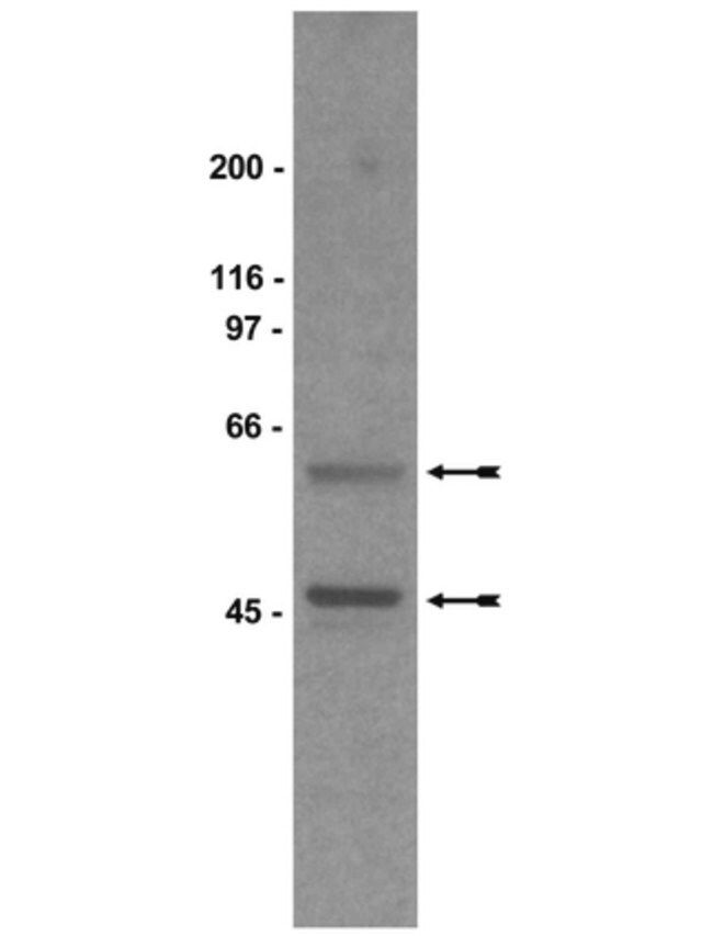 Anti-Gs Antibody