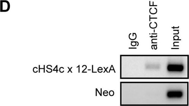 Anti-LexA Antibody, DNA-binding region