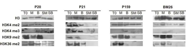 Anti-Histone H3 Antibody