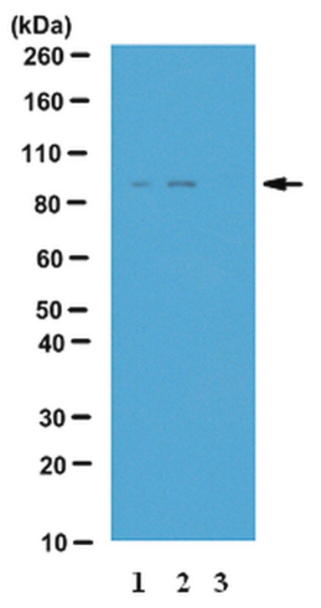 Anti-phospho-IKK-epsilon (Ser172) Antibody