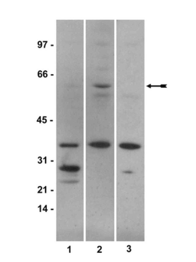 Anti-phospho-Smad1 (Ser463/465) Antibody