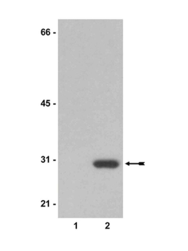 Anti-Neomycin Phosphotransferase II Antibody