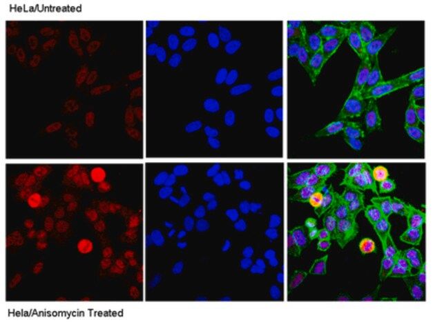 Anti-phospho-c-Jun (Ser73) Antibody