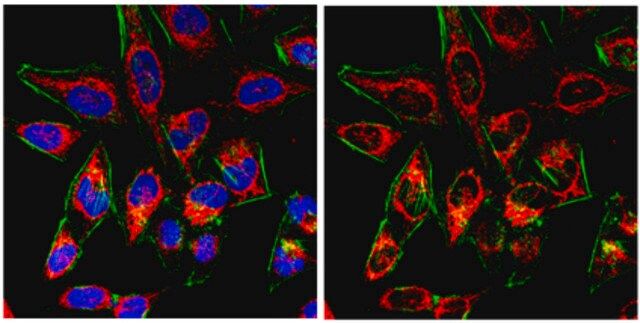 Anti-Probable ergosterol biosynthetic protein 28 Antibody