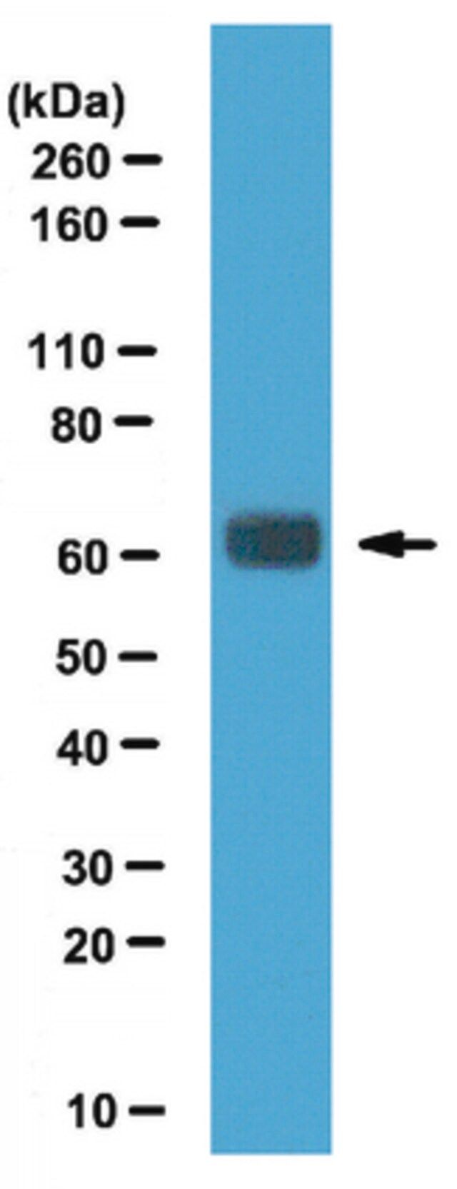 Anti-SRp75 Antibody