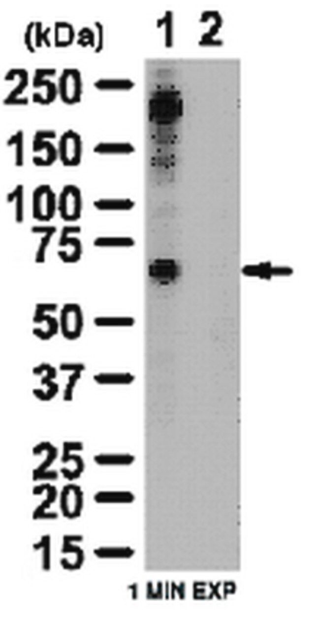 Anti-phospho-TAK1 (Ser412) Antibody