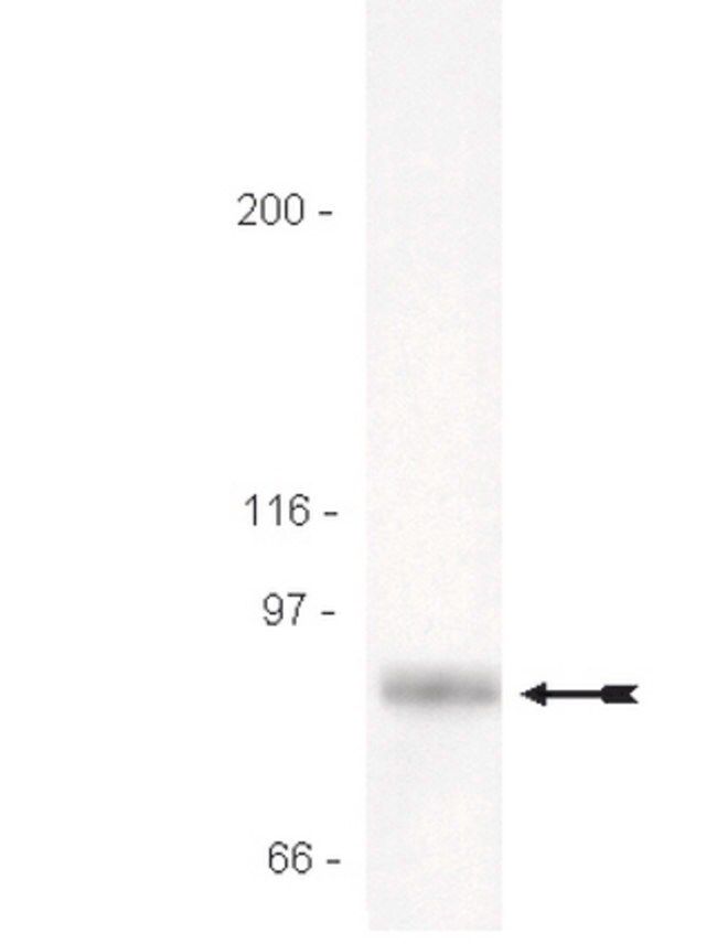 Anti-STAT3 Antibody