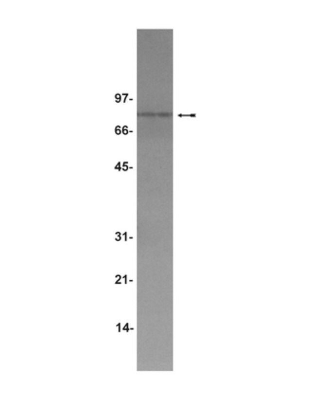 Anti-TPOR/c-Mpl Antibody