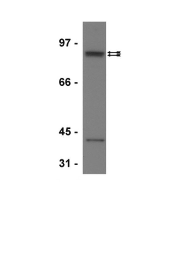 Anti-STAT5B Antibody