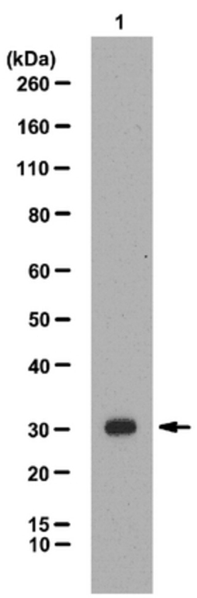 Anti-TRIC-A Antibody