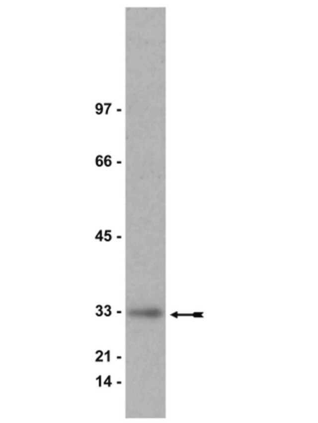 Anti-Kip1 (p27) Antibody