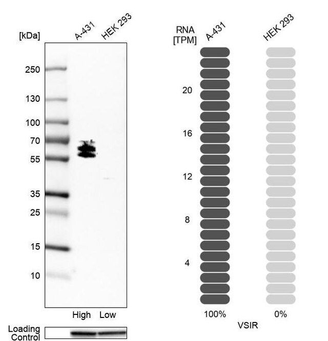 Anti-VSIR antibody produced in rabbit