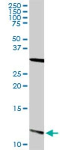 Anti-S100A13 antibody produced in rabbit