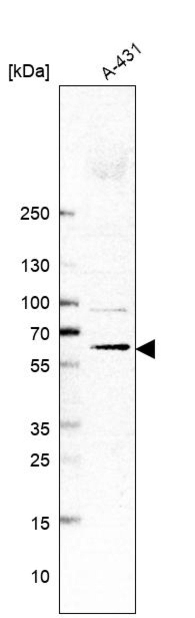 Anti-TMEM259 antibody produced in rabbit