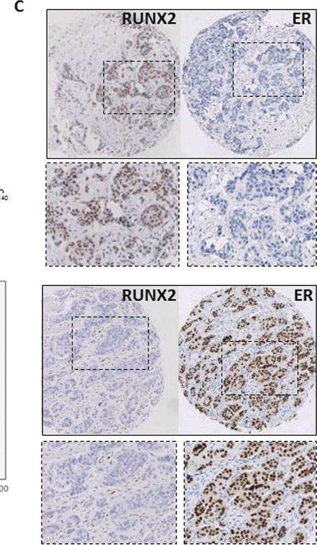 Anti-RUNX2 antibody produced in rabbit