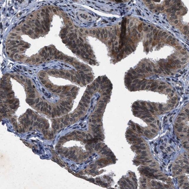 Anti-ZNHIT1 antibody produced in rabbit