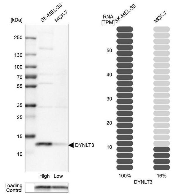 Anti-DYNLT3 antibody produced in rabbit