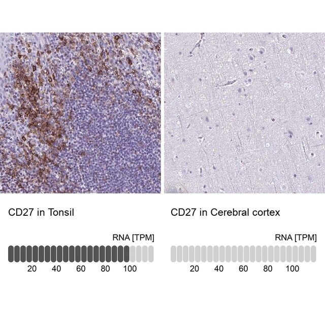 Anti-CD27 antibody produced in rabbit