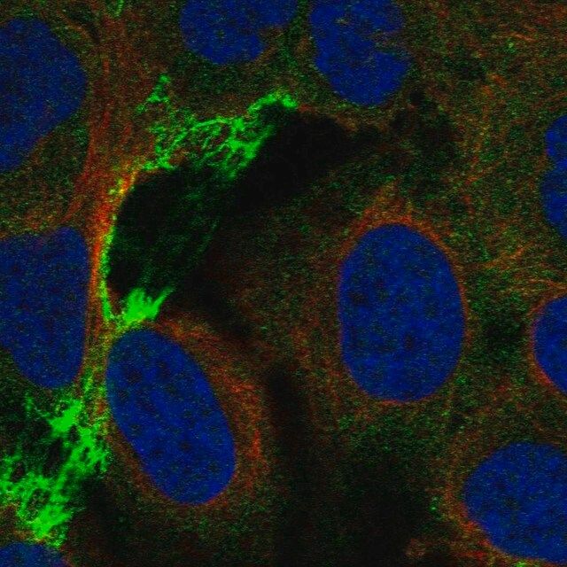 Anti-CHRNA5 antibody produced in rabbit