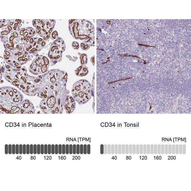 Anti-CD34 antibody produced in rabbit