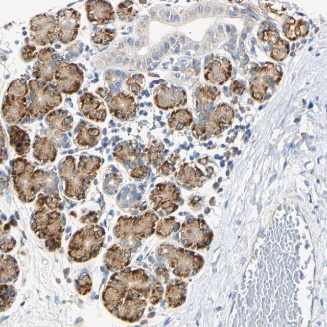 Anti-DNAJB12 antibody produced in rabbit