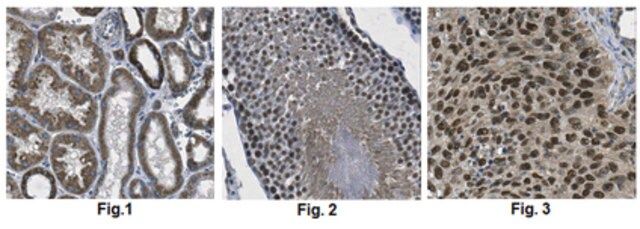 Anti-DNA polymerase beta Antibody