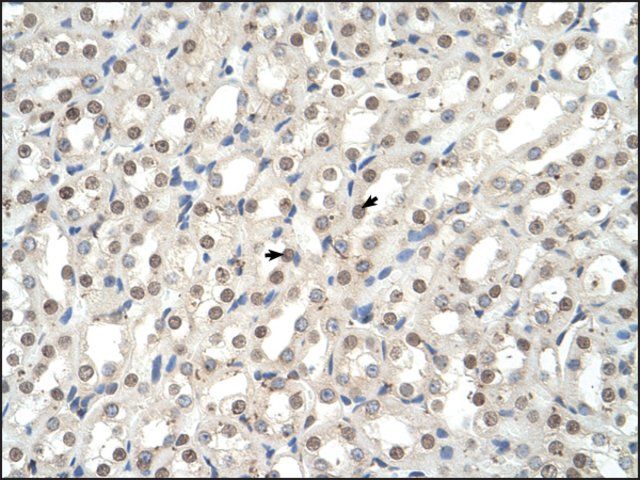 Anti-EHF antibody produced in rabbit