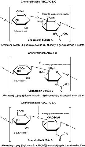 Chondroitinase ABC from <i>Proteus vulgaris</i>