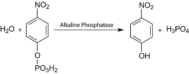 4-Nitrophenyl Phosphate Disodium Salt Hexahydrate