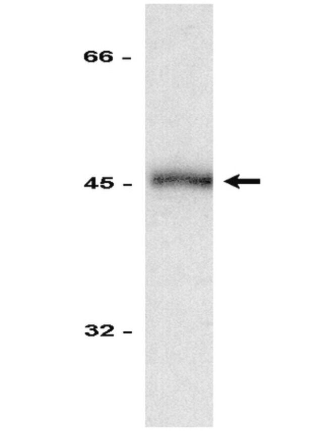 Anti-Fas Antibody, clone 7C10