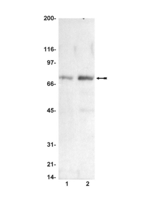 Anti-phospho-Raf-1 (Ser338) Antibody