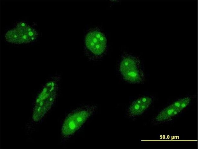 Monoclonal Anti-ORC4L antibody produced in mouse