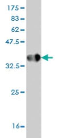 Monoclonal Anti-HPSE antibody produced in mouse