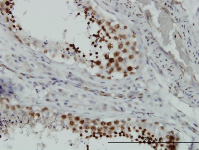 Monoclonal Anti-HMGB2 antibody produced in mouse