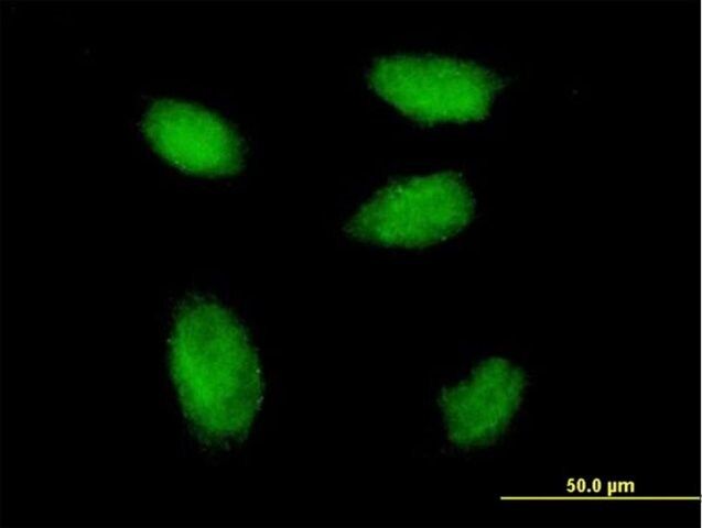 Monoclonal Anti-HBXAP antibody produced in mouse