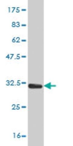 Monoclonal Anti-PLP1 antibody produced in mouse