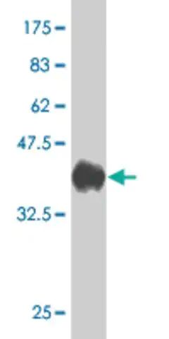 Monoclonal Anti-LMBR1 antibody produced in mouse