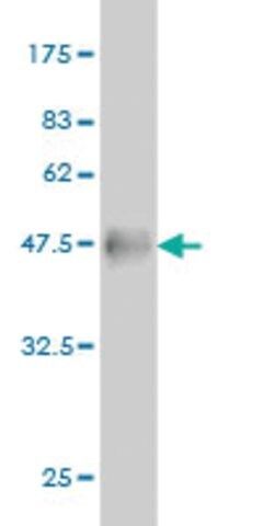 Monoclonal Anti-RTN2 antibody produced in mouse