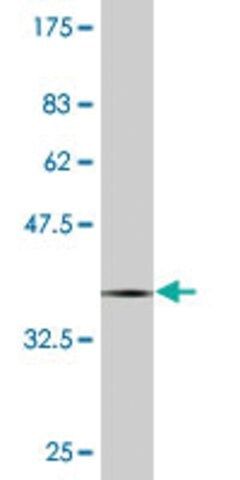 Monoclonal Anti-PCDHB12 antibody produced in mouse