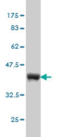 Monoclonal Anti-UBL3 antibody produced in mouse