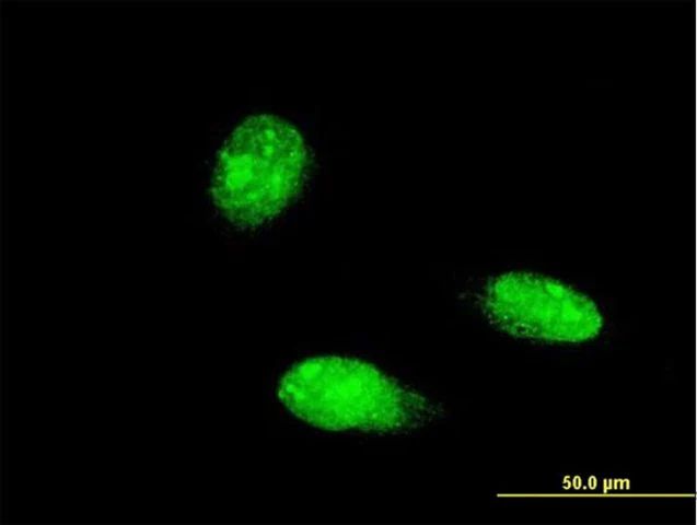 Monoclonal Anti-TRIM46 antibody produced in mouse