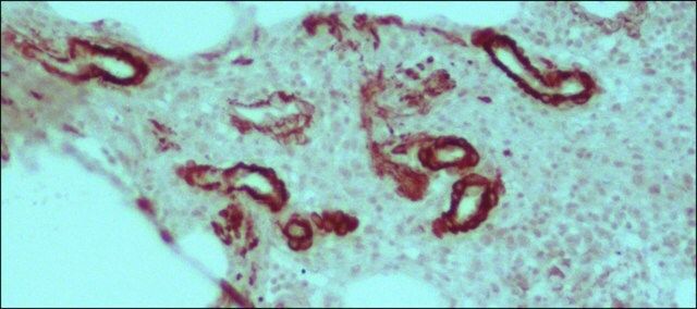 Anti-Mouse IgG (whole molecule)CPeroxidase antibody produced in rabbit