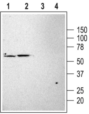 Anti-Potassium Channel TASK-1 antibody produced in rabbit