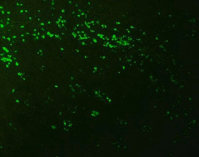 Monoclonal Anti-Biotin-FITC antibody produced in mouse