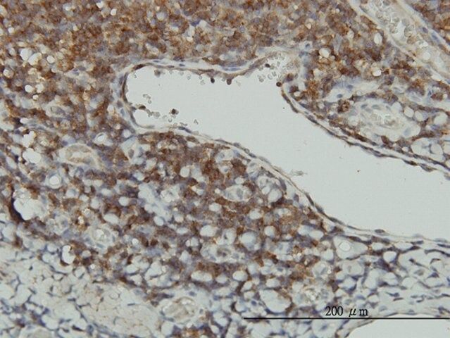 Monoclonal Anti-STK16 antibody produced in mouse