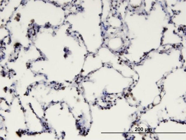 Monoclonal Anti-MBD1 antibody produced in mouse